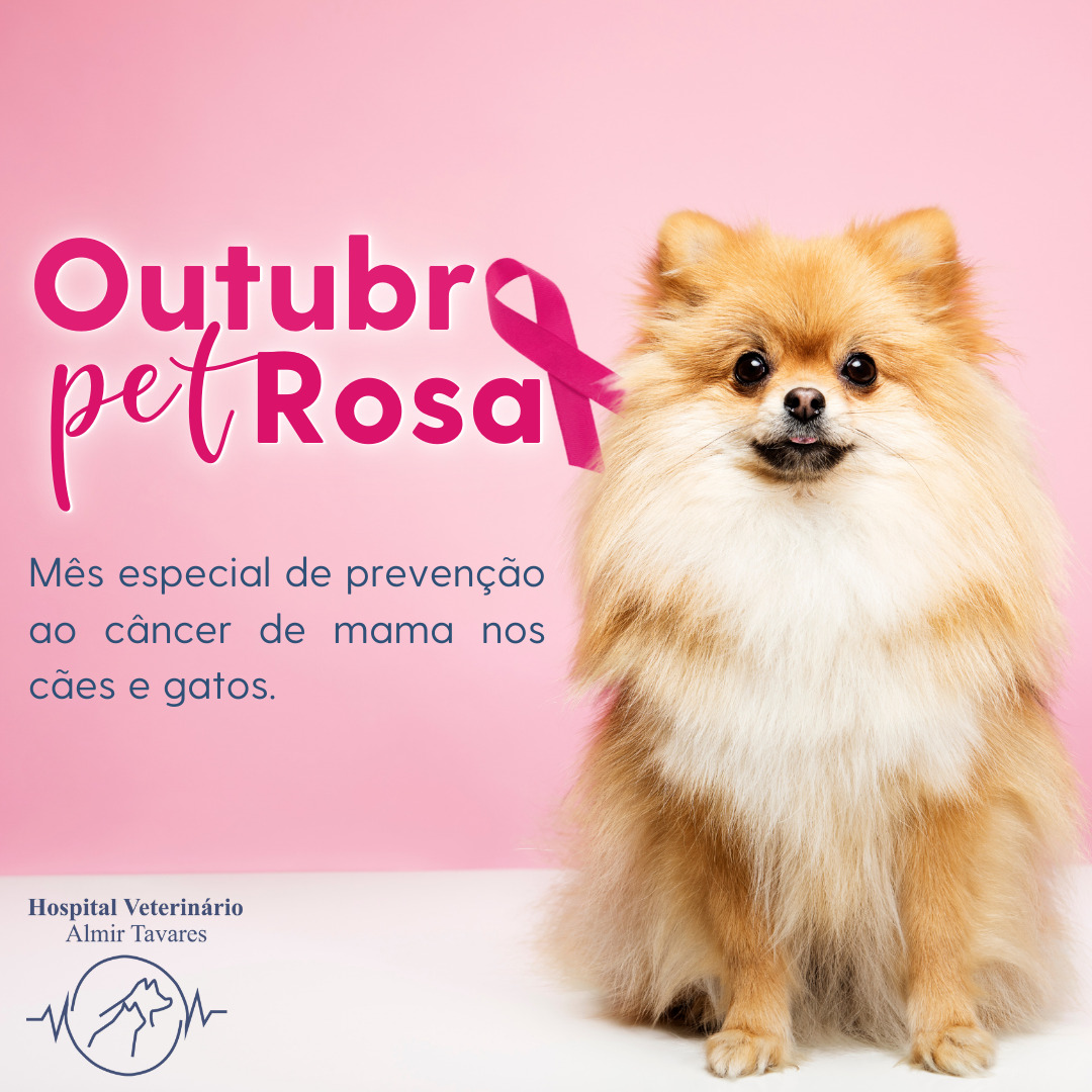 A campanha mais importante do ano começou. Vem entender mais sobre o Outubro Pet Rosa, um mês todo dedicado aos cães e gatos.