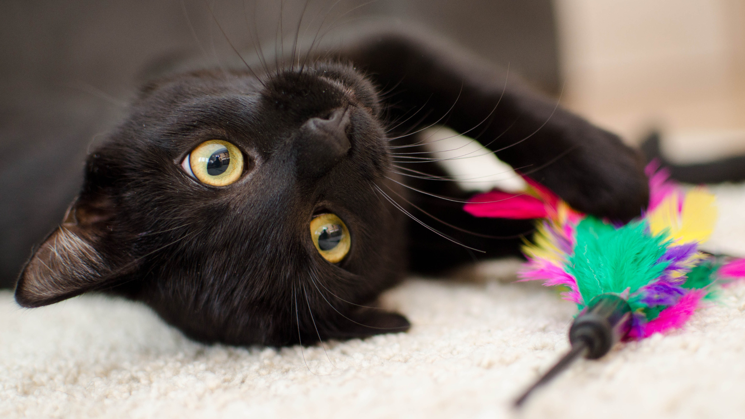 Você sabia que não são todas as frutas que são liberadas para os gatinhos? Se liga nessas três opções que estão liberadas!