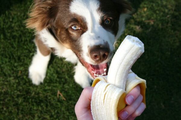 cachorro-olhando-banana